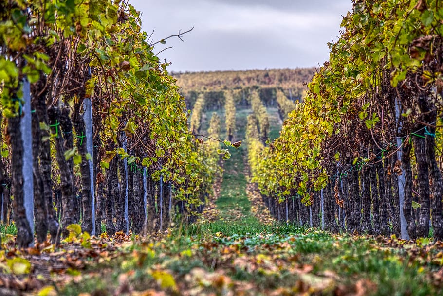 vineyards, vines, wine, winegrowing, nature, vine, landscape, vineyard, autumn, vines stock