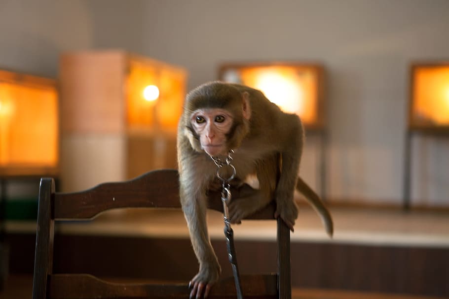 macaco, dentro de casa, closeup, mamífero, sentado, marrom, criatura, um, jovem, primata