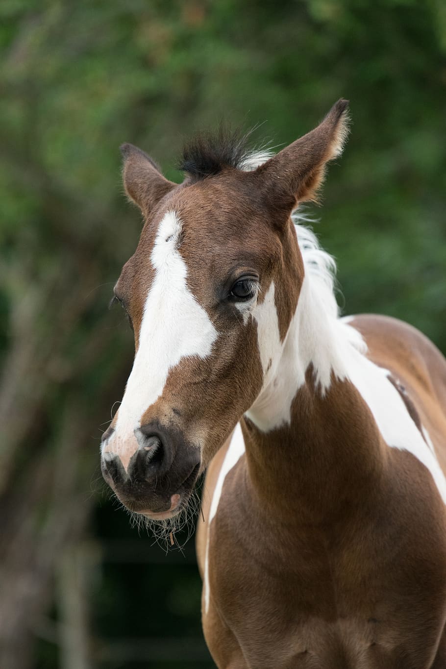animal, horse, foal, young, small, pinto, mare, stallion, ride, animal themes