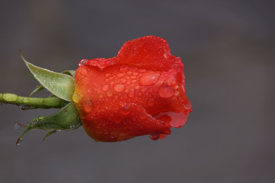 Красные бутоны телеграм. Красные бутоны. Необычный цветок красный бутон. Маленький бутон красной розы. Бутон красной розы в воде.