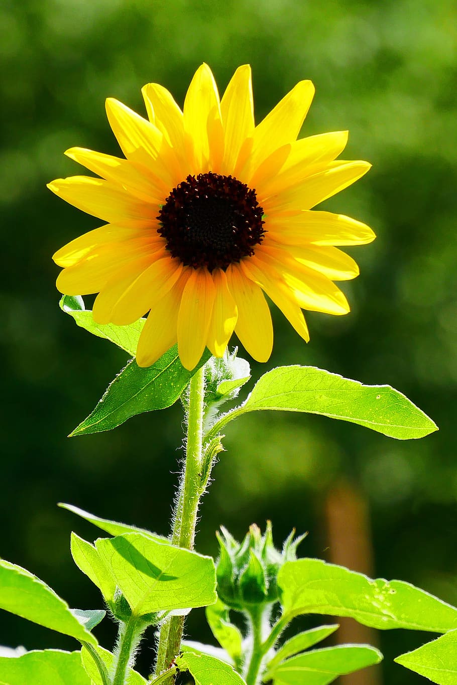 bunga raksasa, tahunan, bunga matahari, berbunga, cerah, taman., helianthus, bunga matahari umum, bunga asli, tanaman semusim
