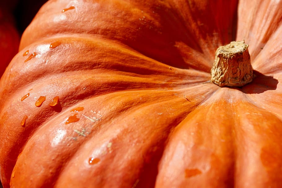orange pumpkin, food and Drink, fall, halloween, food, freshness, healthy eating, close-up, wellbeing, orange color