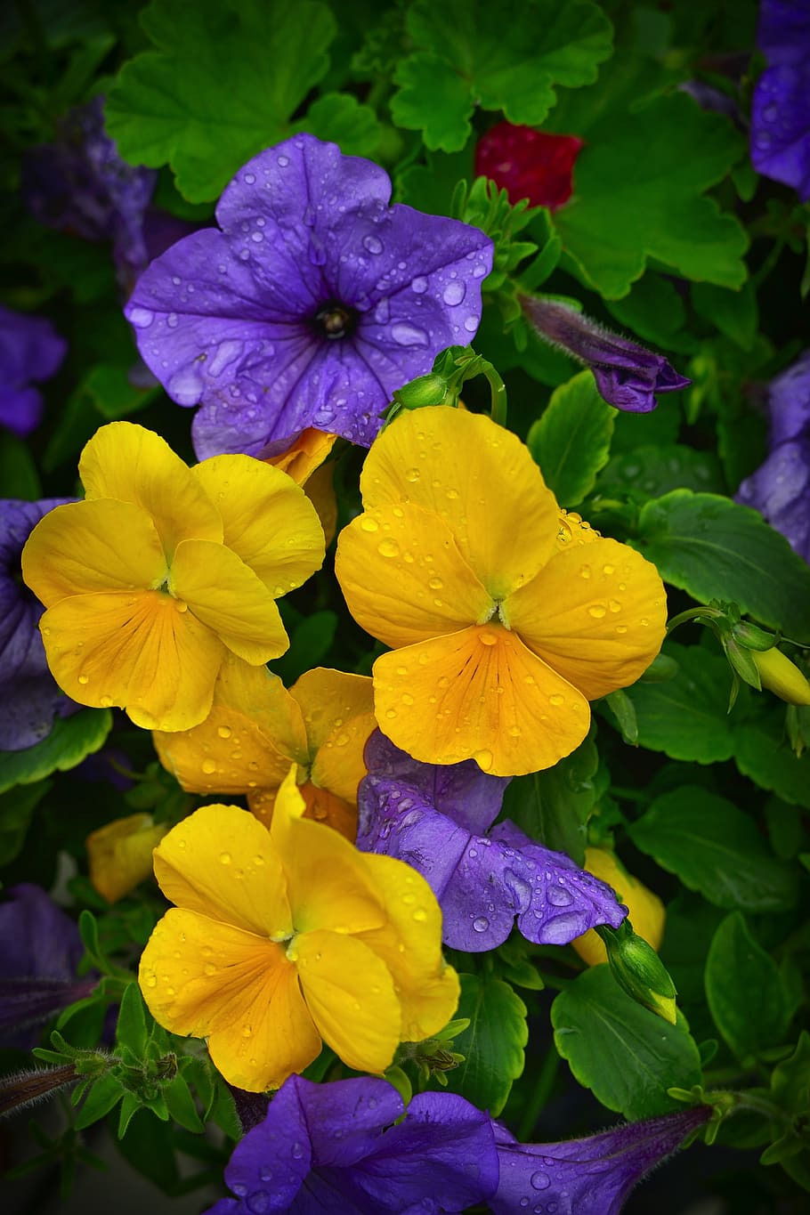 pensamientos, petunias, flores, petunia púrpura, floración, botánica, flores  pensadas, flores de verano, pétalos, verano | Pxfuel