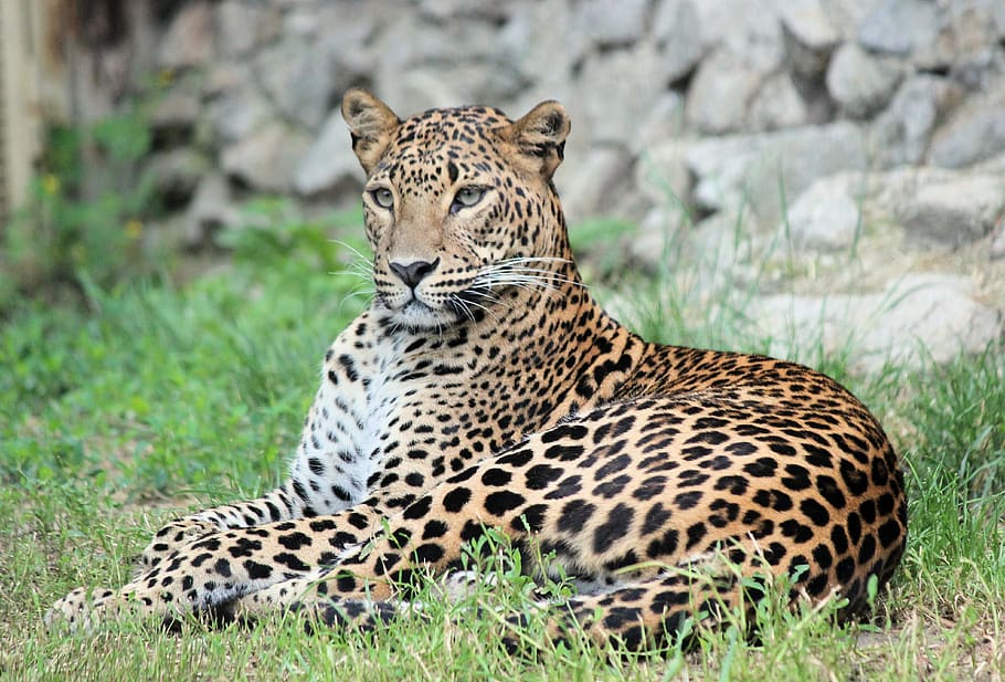 leopard, panther, pardál, beast, feline, carnivore, lying, rest, mammal, animal