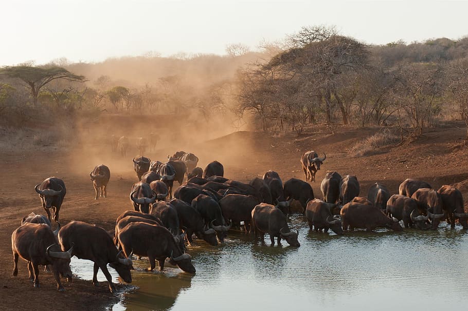 búfalo, sul, áfrica, animais, natureza, temas animais, mamífero, animal, vida selvagem animal, grupo de animais