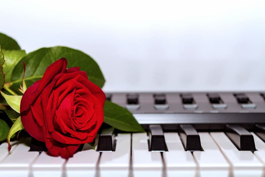 keyboard, love, valentine's day, rose, red, piano, romantic, musical instrument, birthday, give
