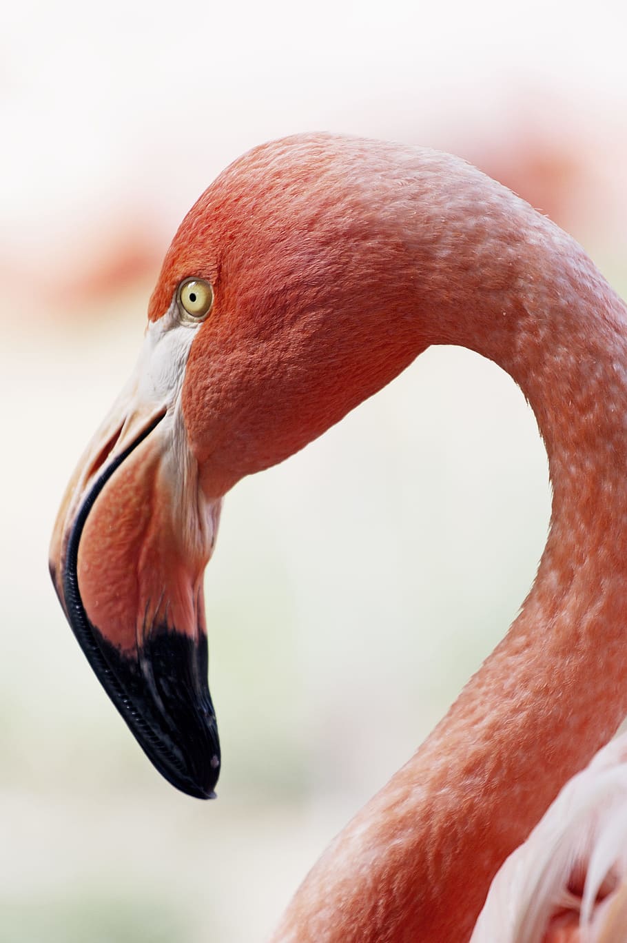 vermelho, flamingo, perto, temas animais, animal, animais selvagens, pássaro, animais em estado selvagem, um animal, vertebrado