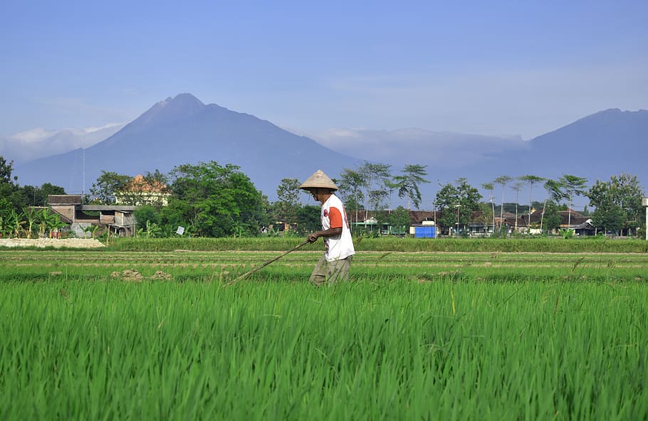 farmer, rice field, countryside, agriculture, asia, mountain, indonesia, landscape, farm, plant