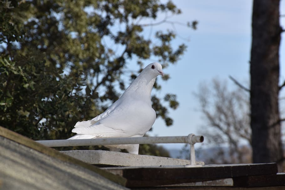 dove, homing bird, pigeon, bird, gamefowl, fowl, dovecote nesting, nest, caged dove, white dove