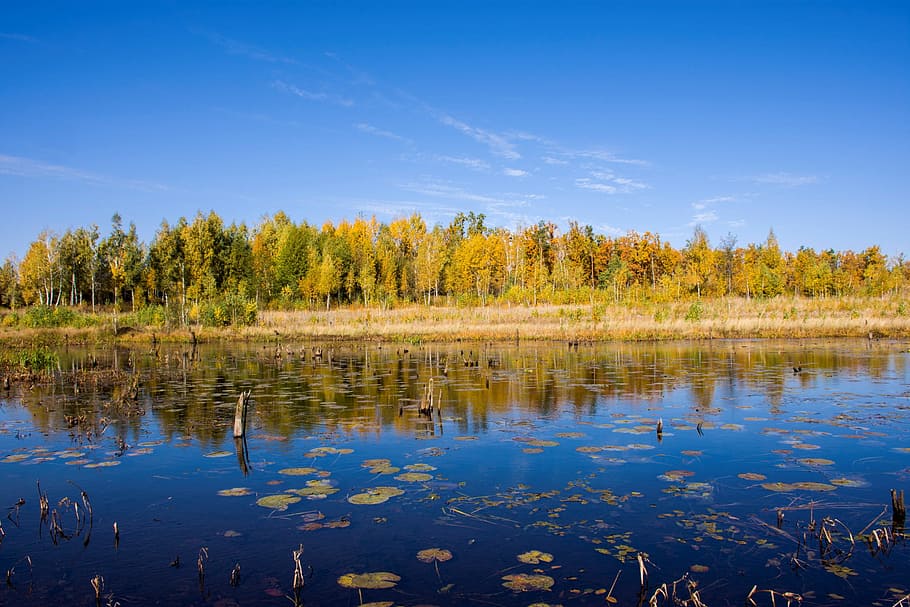 landscape, yellow, autumn forest, distance, background, reflection, forest lake, swamp, blue, sky