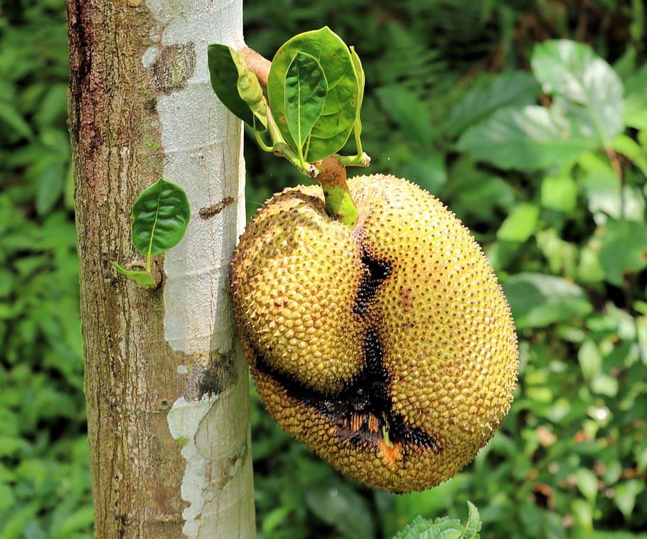 jackfruit, fruit, tree, meat substitute, bali, plant, green color, focus on foreground, food, food and drink