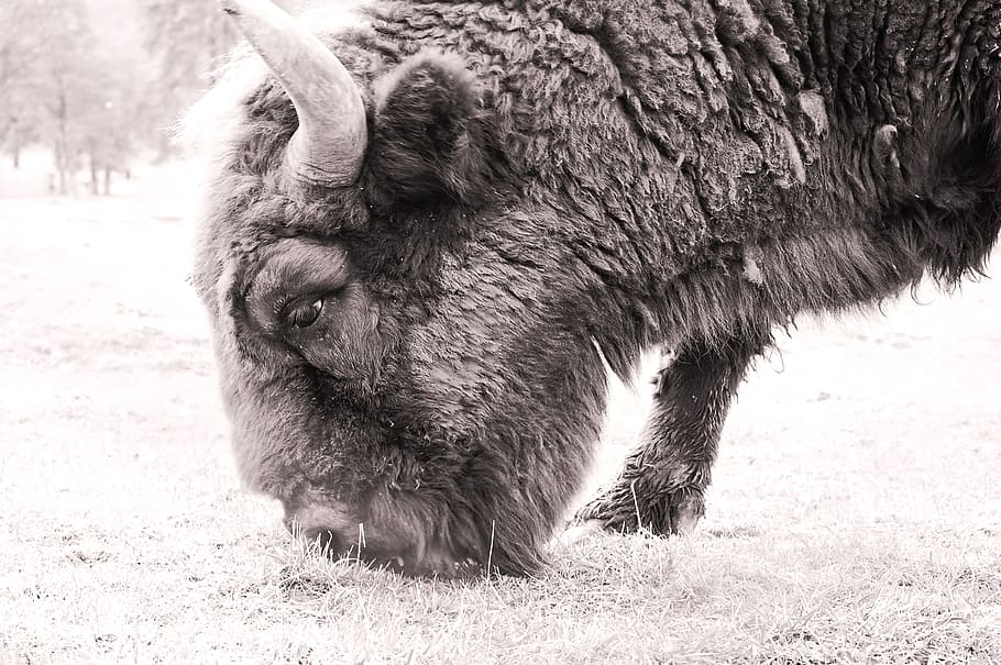 bison, wild, animal, nature, outdoors, field, black and white, mammal, animal themes, one animal
