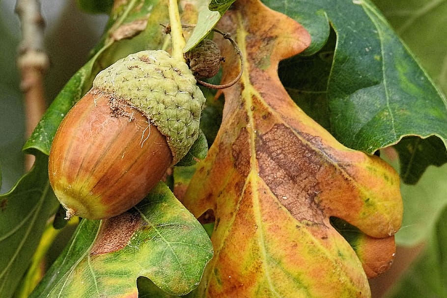 autumn, acorn, leaves, nature, oak, tree, plant part, leaf, food and drink, food