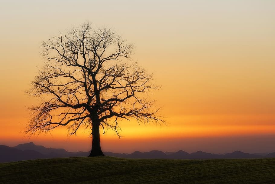 árbol, Kahl, puesta de sol, crepúsculo, naturaleza, atmósfera, estado de ánimo, silueta, cielo, invierno