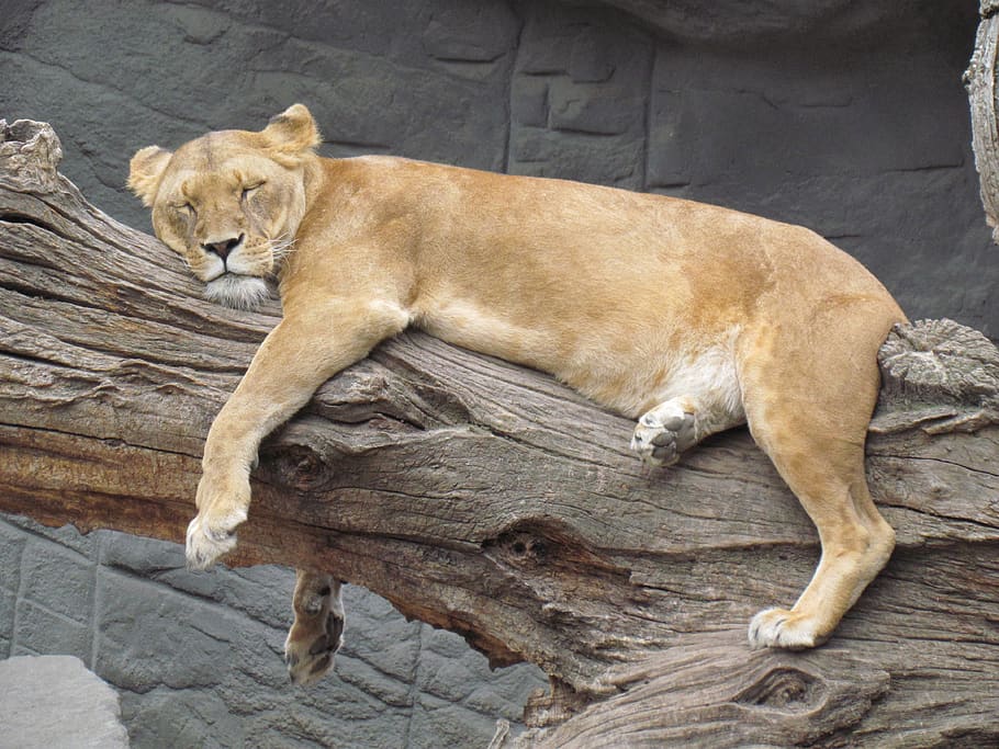 singa, tidur siang, istirahat, mamalia, hewan, tema hewan, relaksasi, singa-kucing, vertebrata, satu hewan