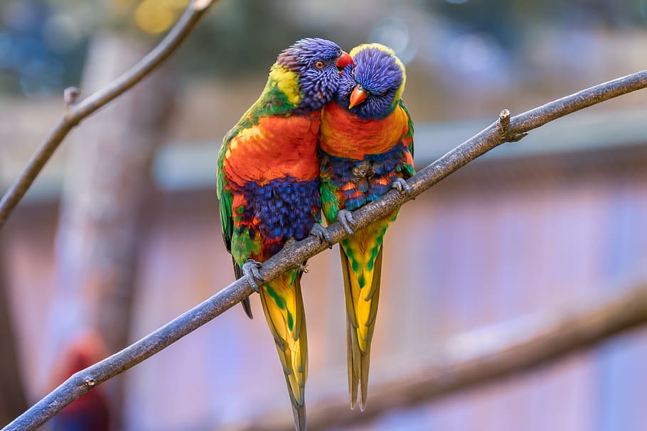 zoo, ara, color, parrot, plumage, tropical, exotic, couple, animal, animal themes