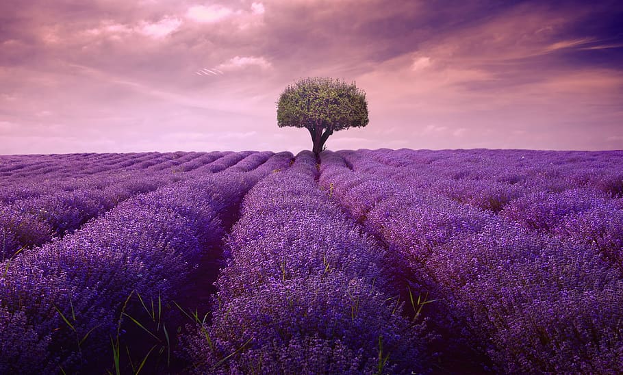 tree, lavender, lonely, artwork, art, lines, nature, plant, garden, purple