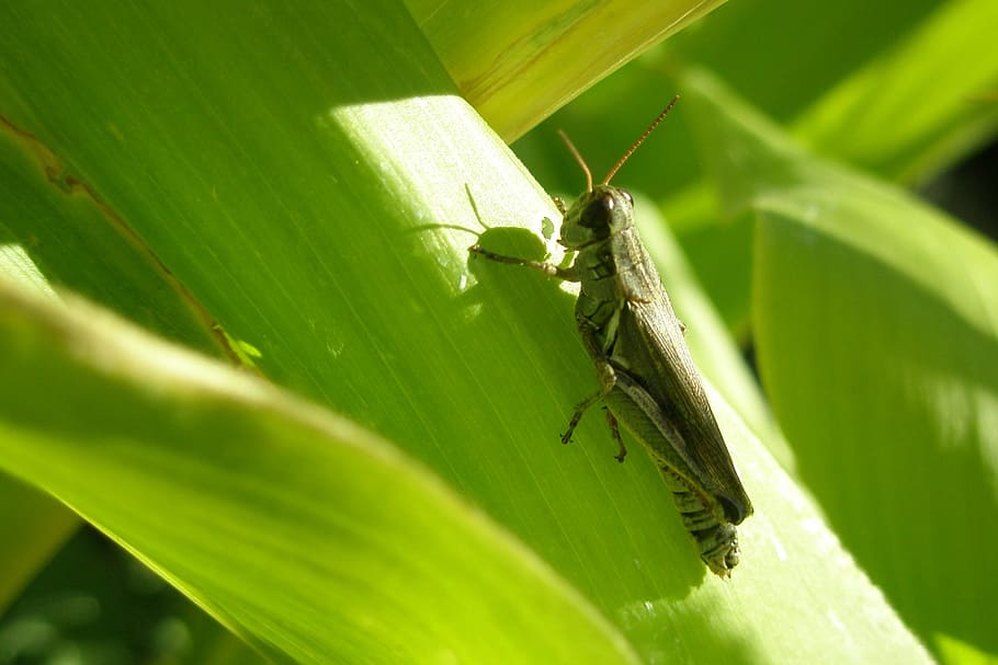 grasshopper, corn, stalk, insect, corn stalk, sunny, invertebrate, animal themes, animal, one animal