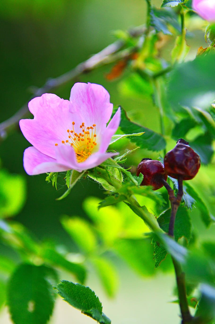 rosa mosqueta, flor de encaje, flor, producción, polen, verano, flora, naturaleza, flores, pétalos