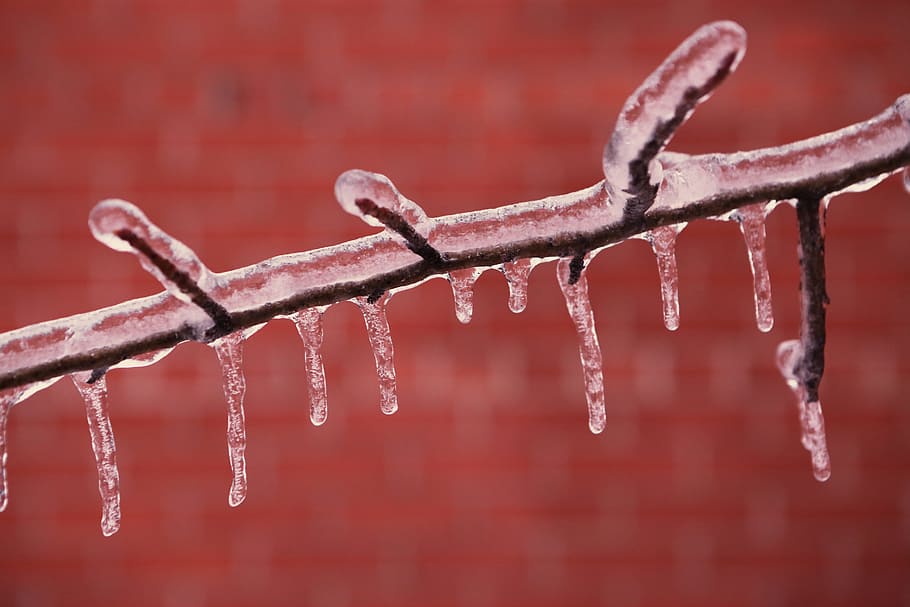 branch, frozen, ice, zing, cold, winter, close-up, cold temperature, snow, nature