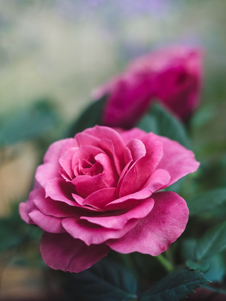 flower, rose, pink, blossom, bloom, nature, plant, romance, romantic, garden