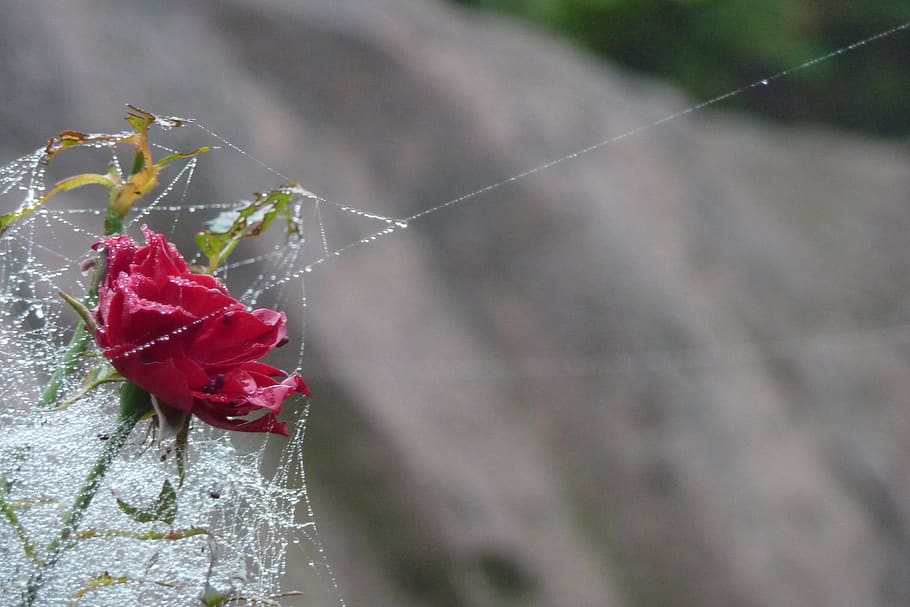 rose, dew, spider webs, cobweb, magic, drip, blossom, bloom, red, beauty