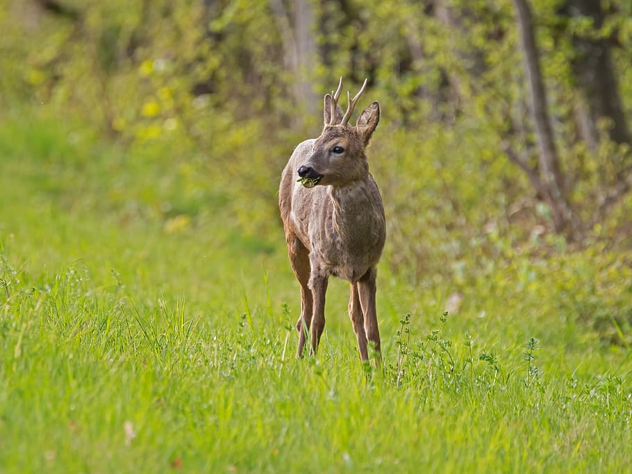 roe deer, wild animal, freilebend, red deer, wild, forest animal, scheu, graze, animal, animal themes