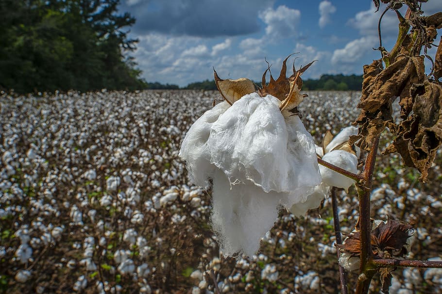 cotton, growing, plant, close up, raw, cultivated, botany, ripe, fluffy, outdoors