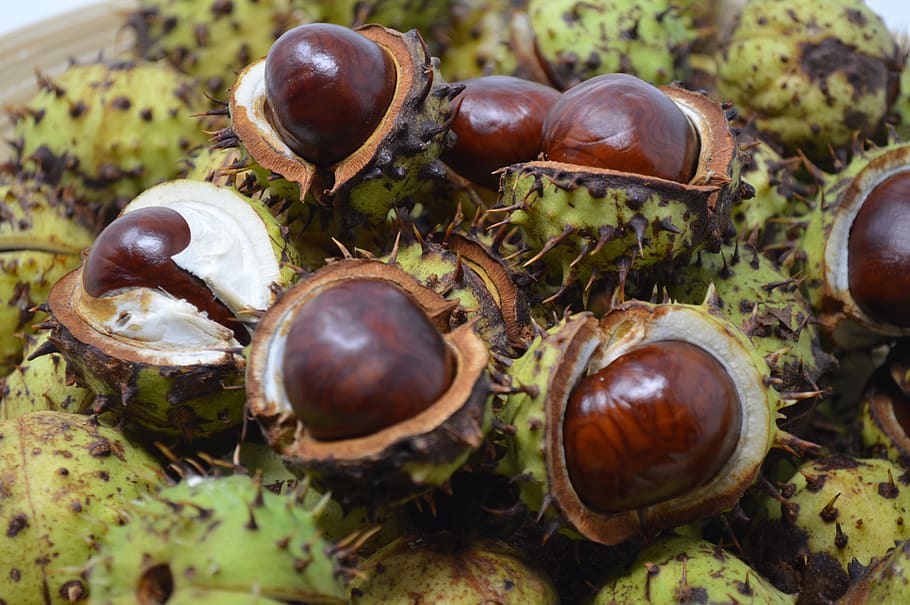 conker, conkers, horse chestnut, chestnut, nut, nature, season, brown, leaf, leaves