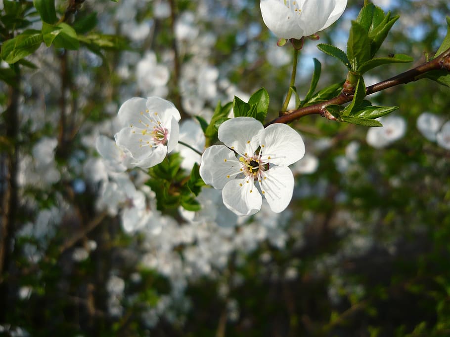 spring, flower, tree, beautifull, plant, flowering plant, beauty in nature, fragility, freshness, vulnerability