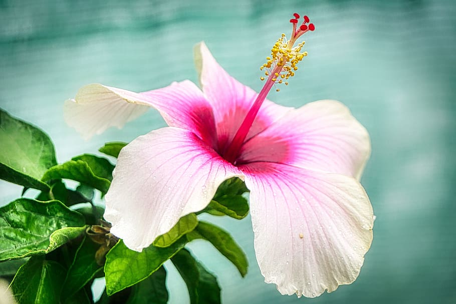hibiscus, blossom, bloom, flora, flower, floral, garden, tropical, exotic, hawaii