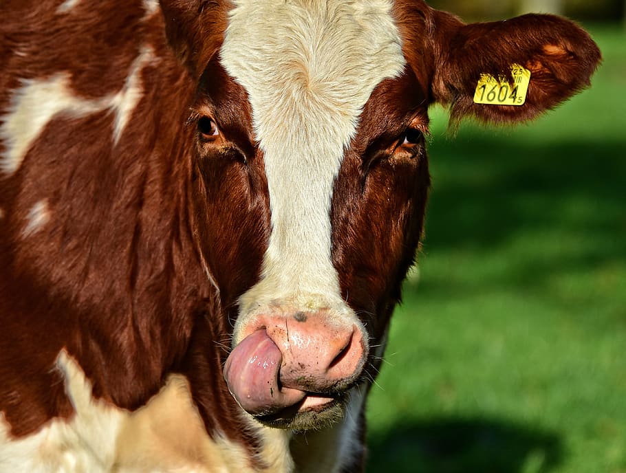 cow, cattle, animal, mammal, nose, tongue, head, ear tag, pasture, rural