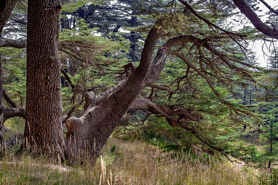 tree, cedar, ancient, wood, countryside, mountain, lebanon, plant, trunk, tree trunk
