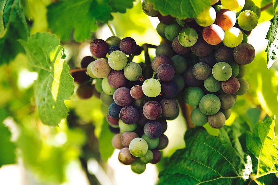 uvas, fruta, verde, folhas, vermelho, árvore, vinho, uvas para vinho, alimentação saudável, comida e bebida