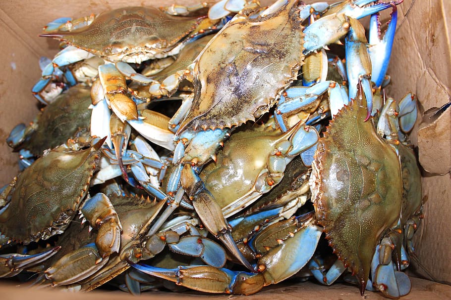 maryland, blue crab, chesapeake bay, seafood, food, food and drink, crustacean, freshness, crab, fish