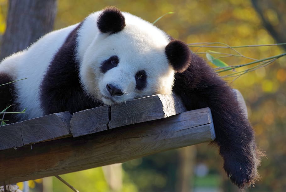 panda, china, bambu, kebun binatang, beruang, hampir punah, hewan, panda - hewan, tema binatang, satu hewan