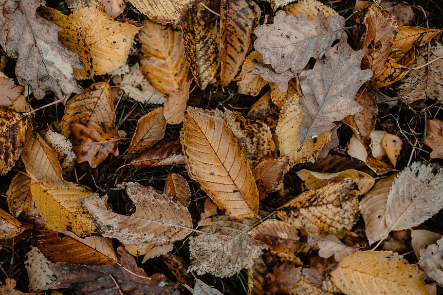 осень, прогулка, лес, туман, погода, ноябрь, лист, часть растения, Осень, листья