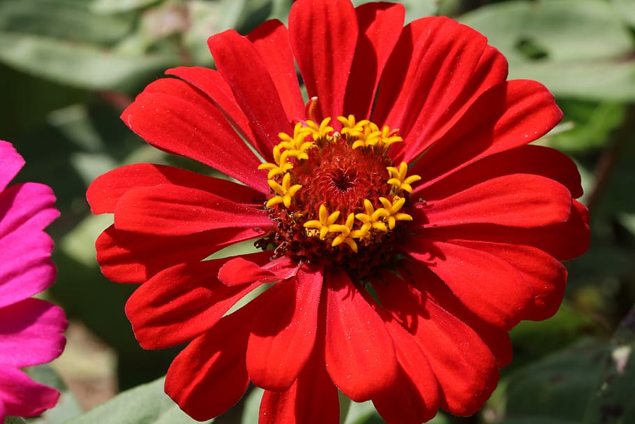 Red Zinnia Flower