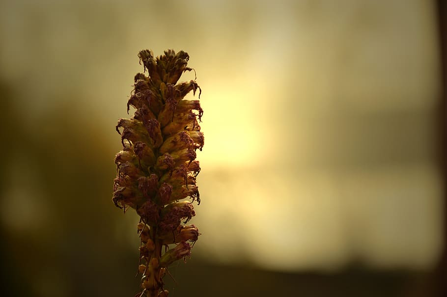 inflorescence, blossom, bloom, withered, wild flower, faded, autumn, backlighting, light, transience