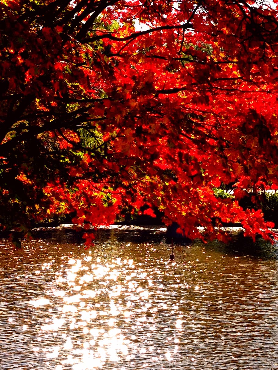 autumn, maple, autumnal leaves, natural, red, landscape, season, japan, seasonal, fall of japan