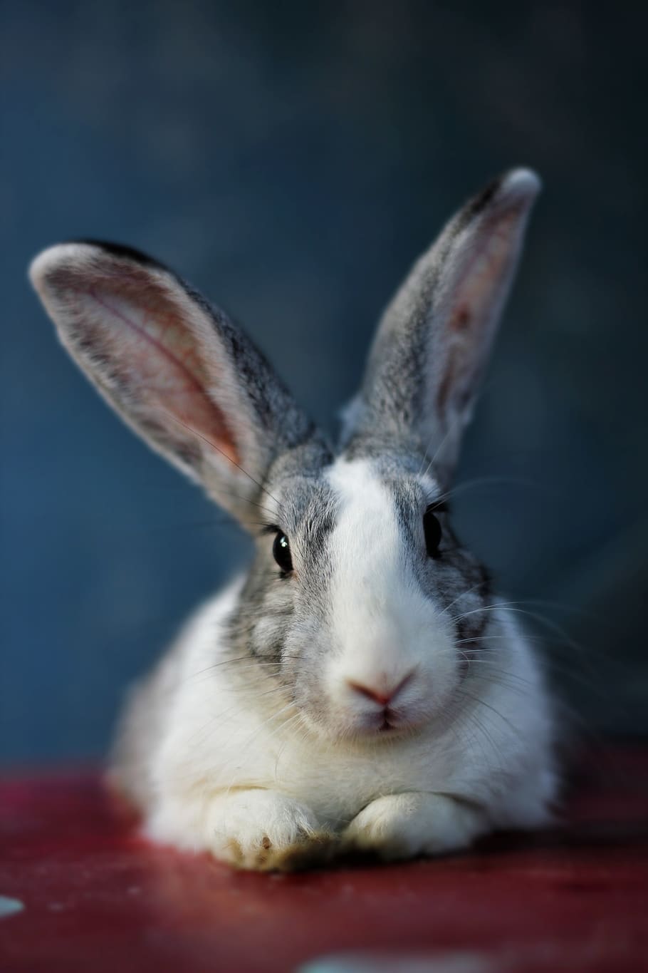 bunny, rabbit, animal, pet, hare, one animal, mammal, animal themes, rabbit - animal, close-up