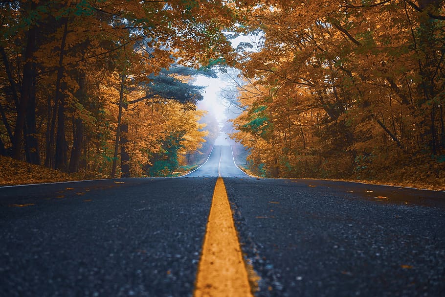 autumn, street, trees, nature, asphalt, landscape, road, highway, fog, night