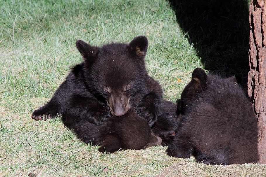 bear, cubs, black, arizona, nature, cub, animal, wildlife, baby, habitat