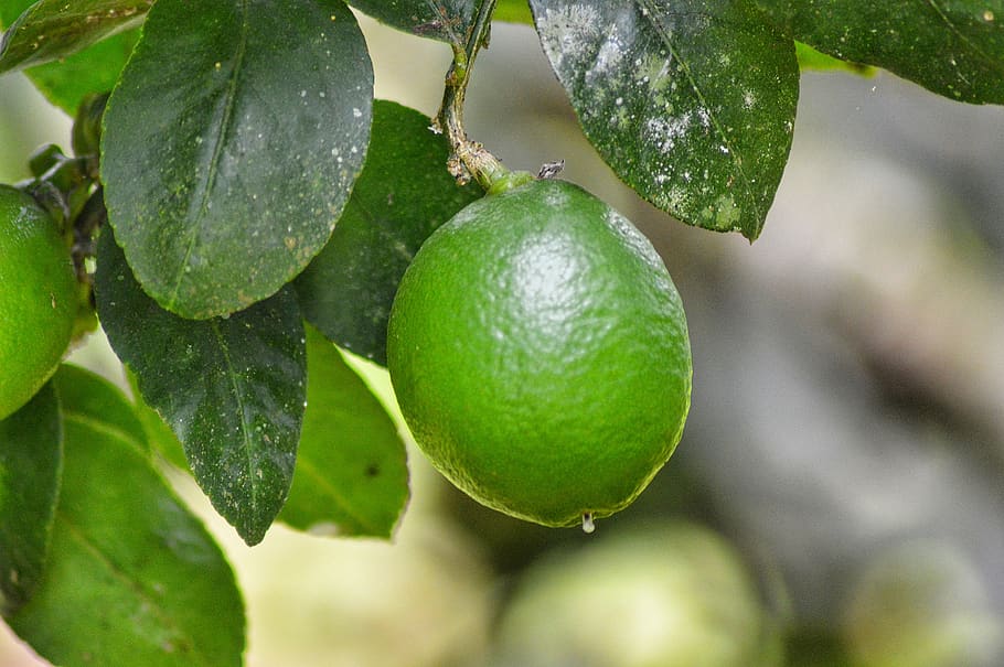 lemon, leaf, fruit, healthy, green, nature, food, citric, healthy eating, plant part