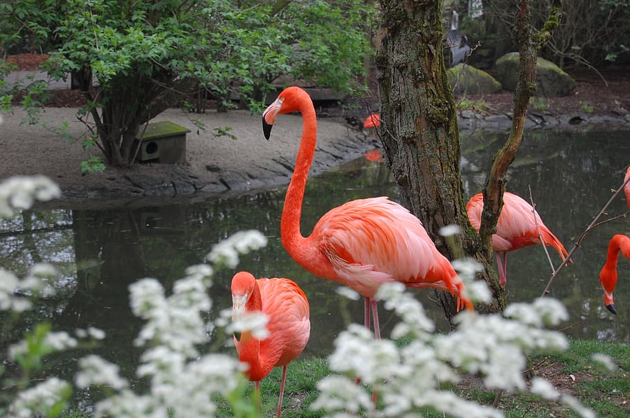 flamenco rosado, animal, fauna, naturaleza, pájaro, exótico, zoológico, vertebrado, flamenco, animales salvajes