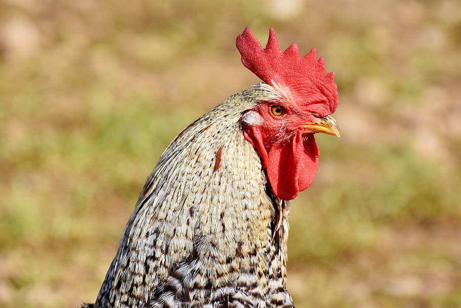 hahn, rooster head, poultry, cockscomb, chicken, gockel, bill, livestock, feather, plumage