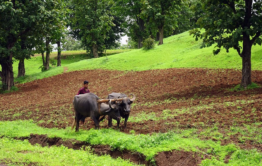 plough, buffalo, tilling, ploughing, primitive, agriculture, hill-side, dangs, ahwa, tribes