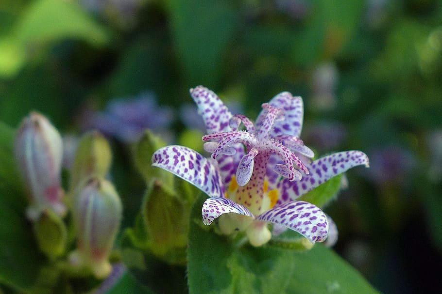 toad lily, shade, loving, perennial, plant, orchid-like flowers, come, bloom, late, summer-early fall