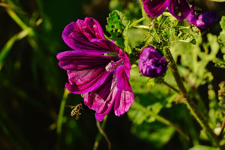 nature, mallow, hollyhock flower, flower, plant, summer, wild flower, hoverfly, flowering plant, beauty in nature