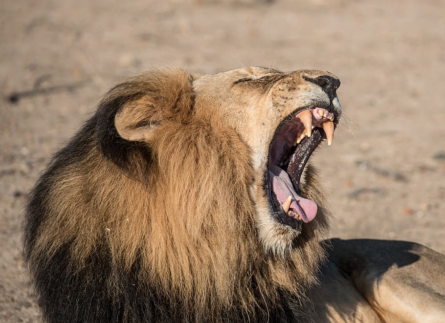 animal, big cat, close-up, lion, outdoors, wild cat, wildlife, mouth open, mouth, animal themes